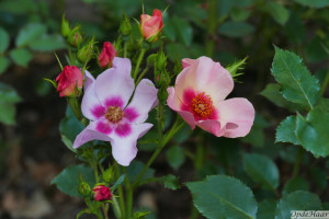 Persica roses for your eyes only                